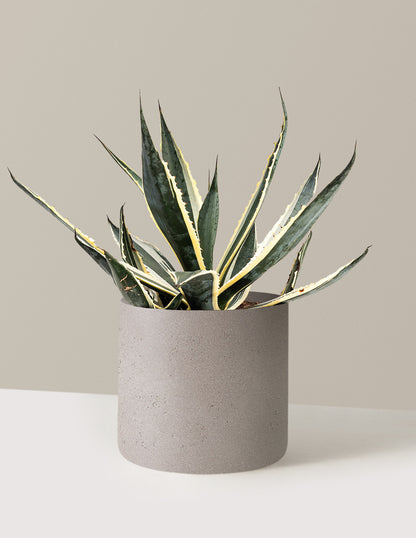 Agave Americana Variegata