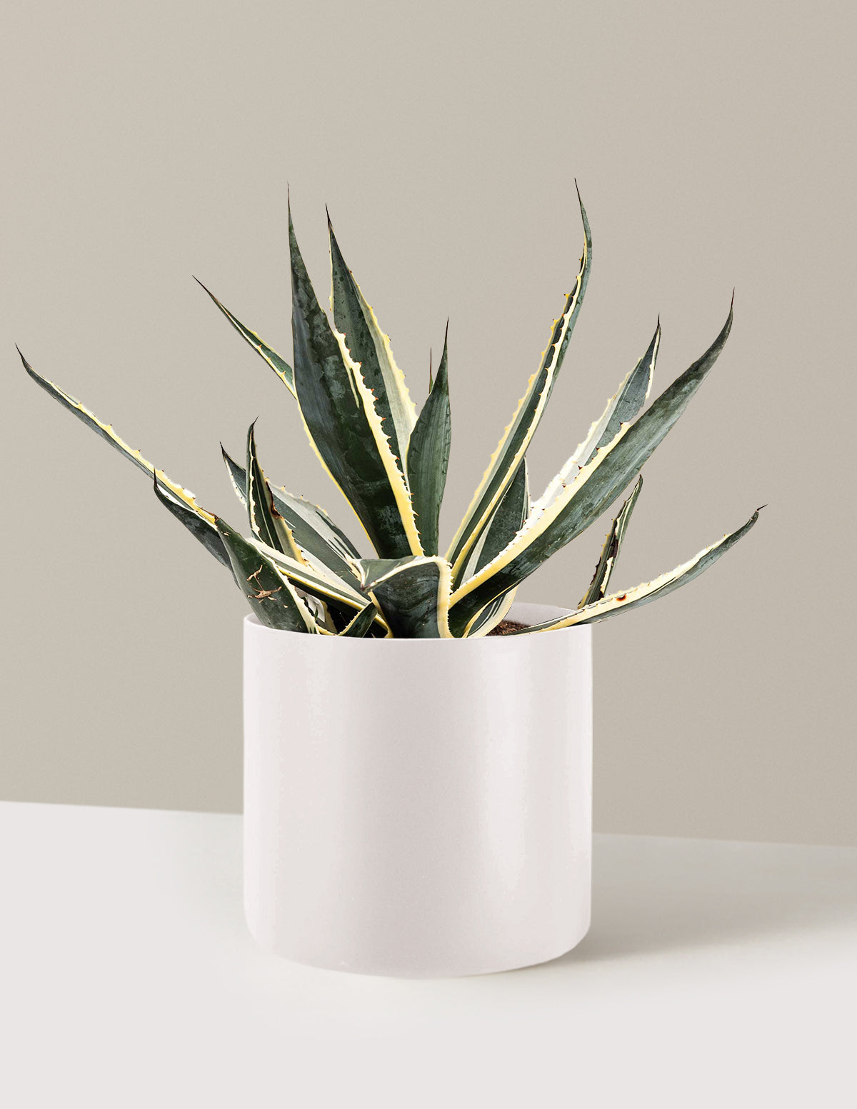 Agave Americana Variegata