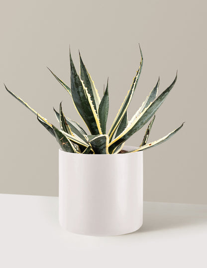 Agave Americana Variegata