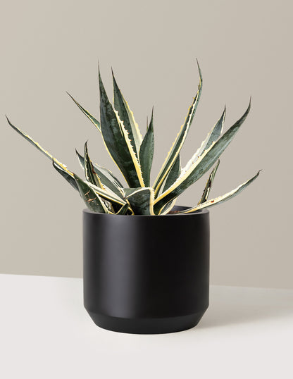 Agave Americana Variegata