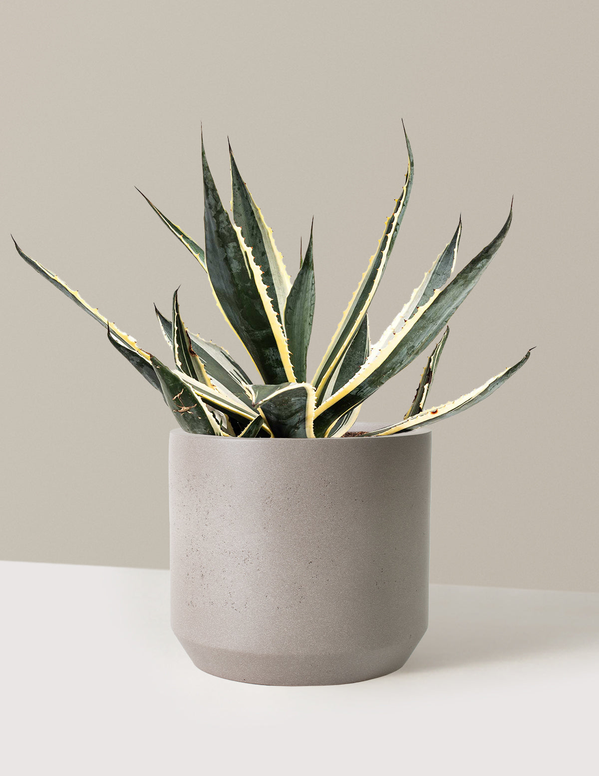 agave plant with snake like growths at top Agave Americana Variegata