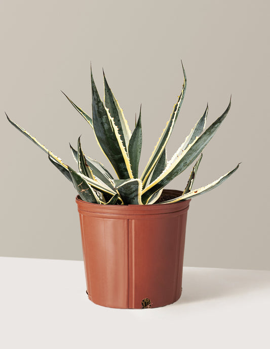 Agave Americana Variegata