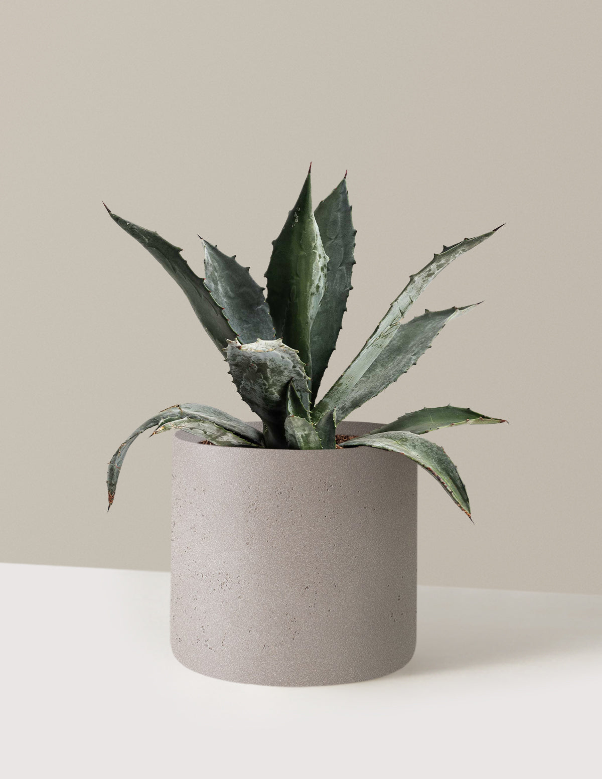 bundle | 3 Gallon | Agnes | Cement Grey