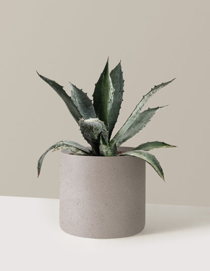 Agave Americana