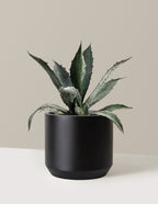 bundle | 3 Gallon | Mexia | Black