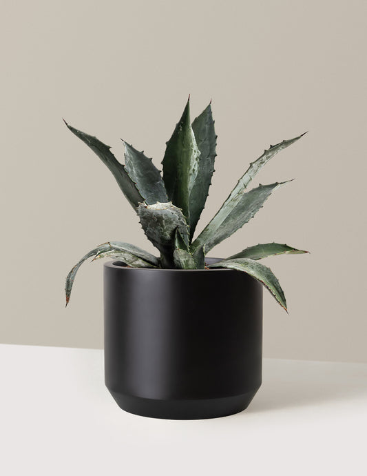 Agave Americana