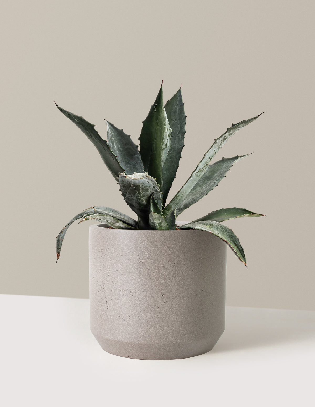 bundle | 3 Gallon | Mexia | Cement Grey