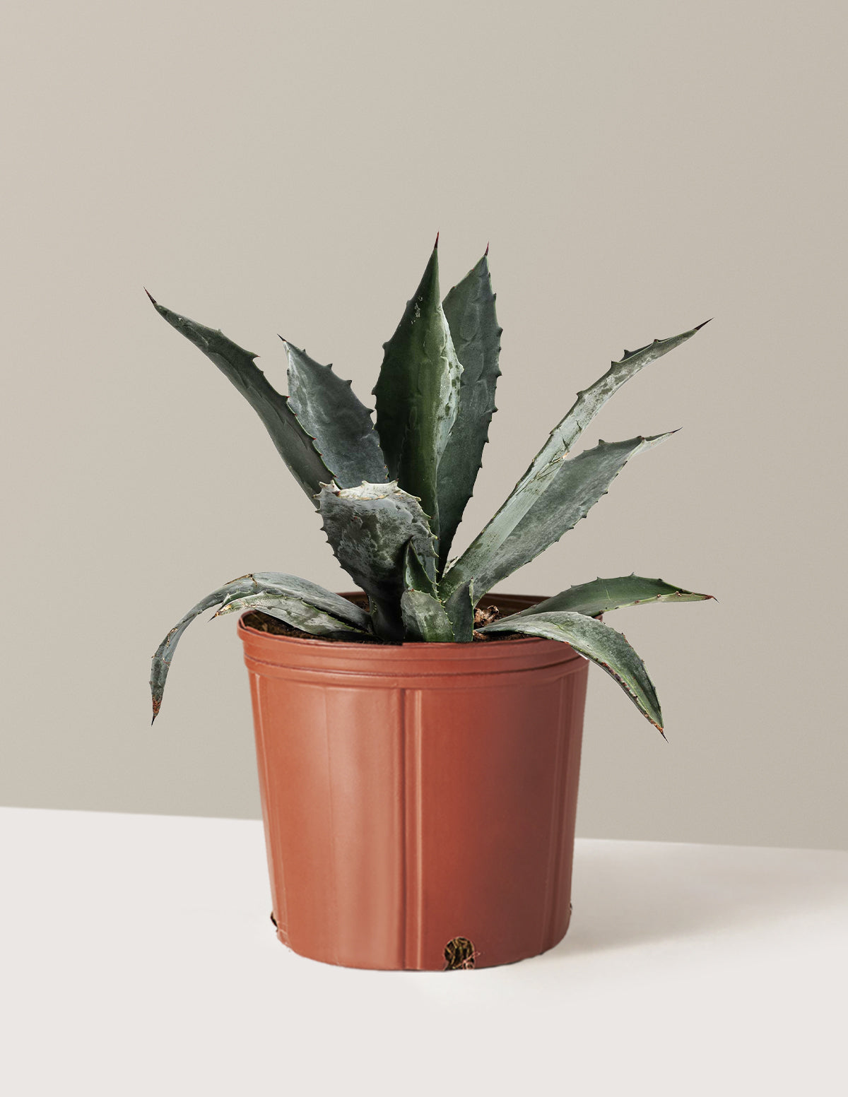 agave plant pot Agave Americana