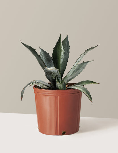 indoor agave plant Agave Americana