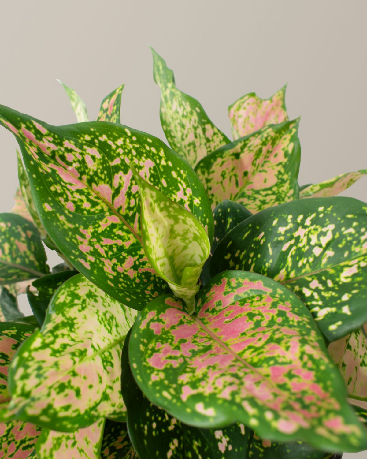 aglaonema big Large Aglaonema Lucky Red