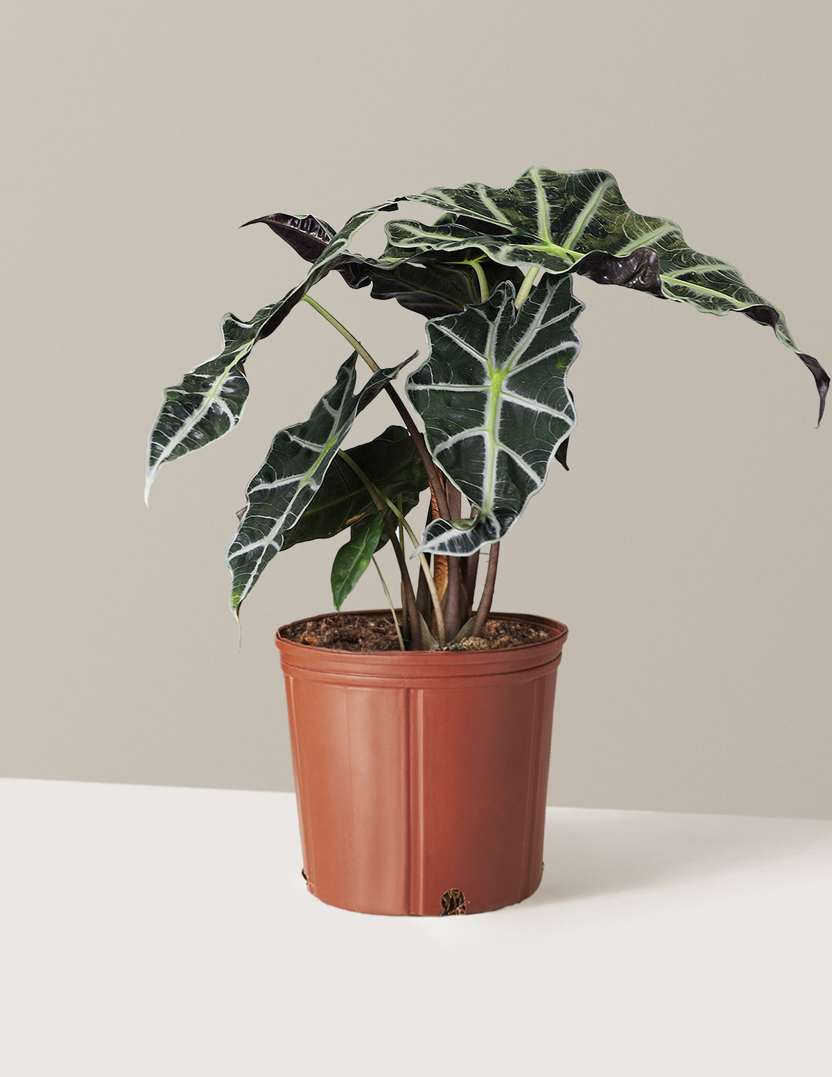 bundle | Large | Grow Pot