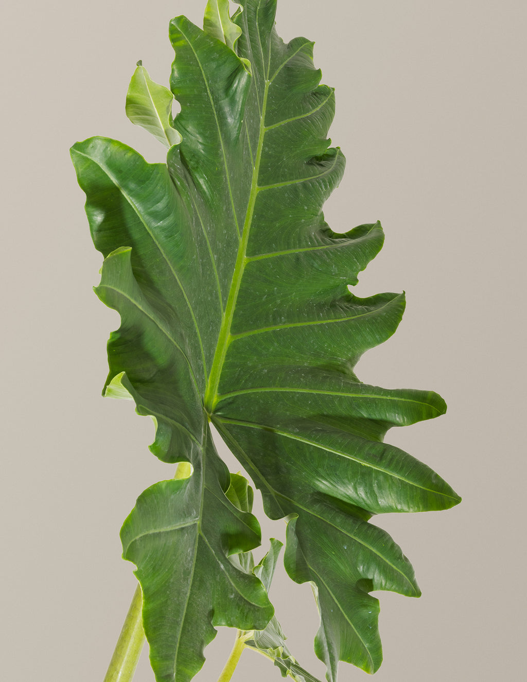 Alocasia Portora