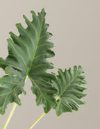 Alocasia Portora