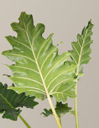 Alocasia Portora