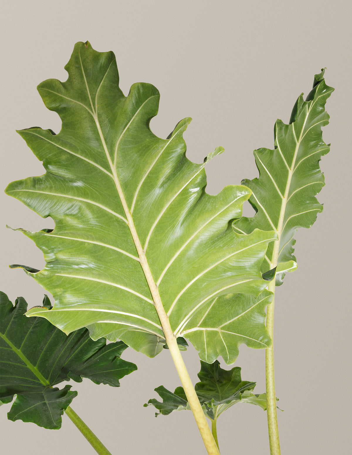 Alocasia Portora