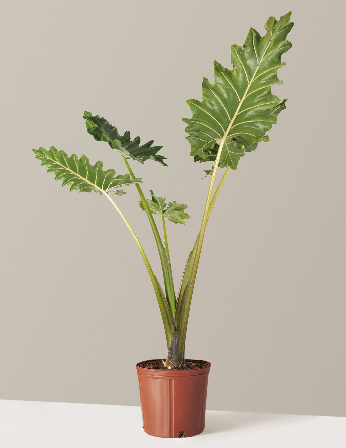 big leaf pot plants Alocasia Portora Houseplant with Planter - Extra Large (5-6' tall) Cement Grey Planter