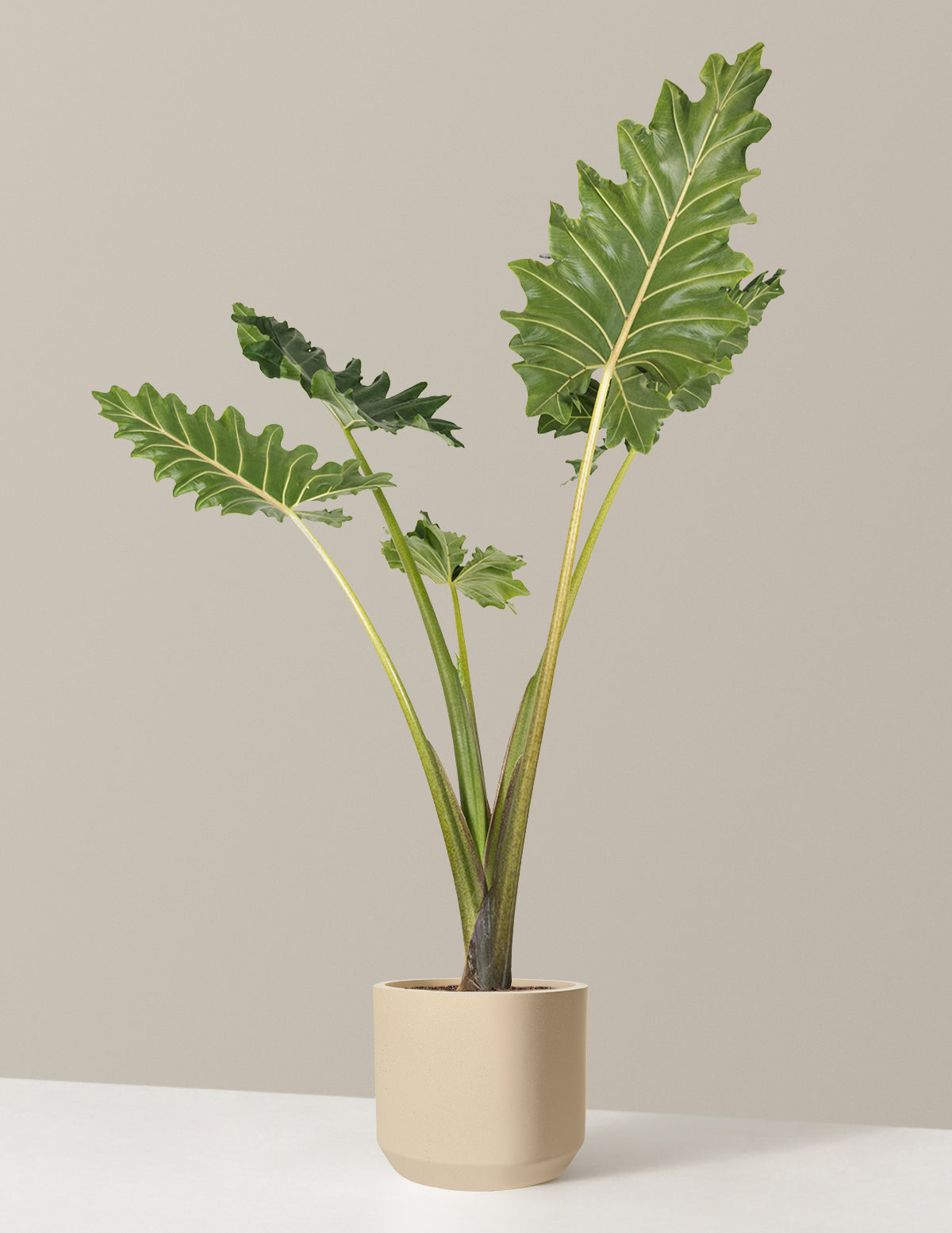 Alocasia Portora