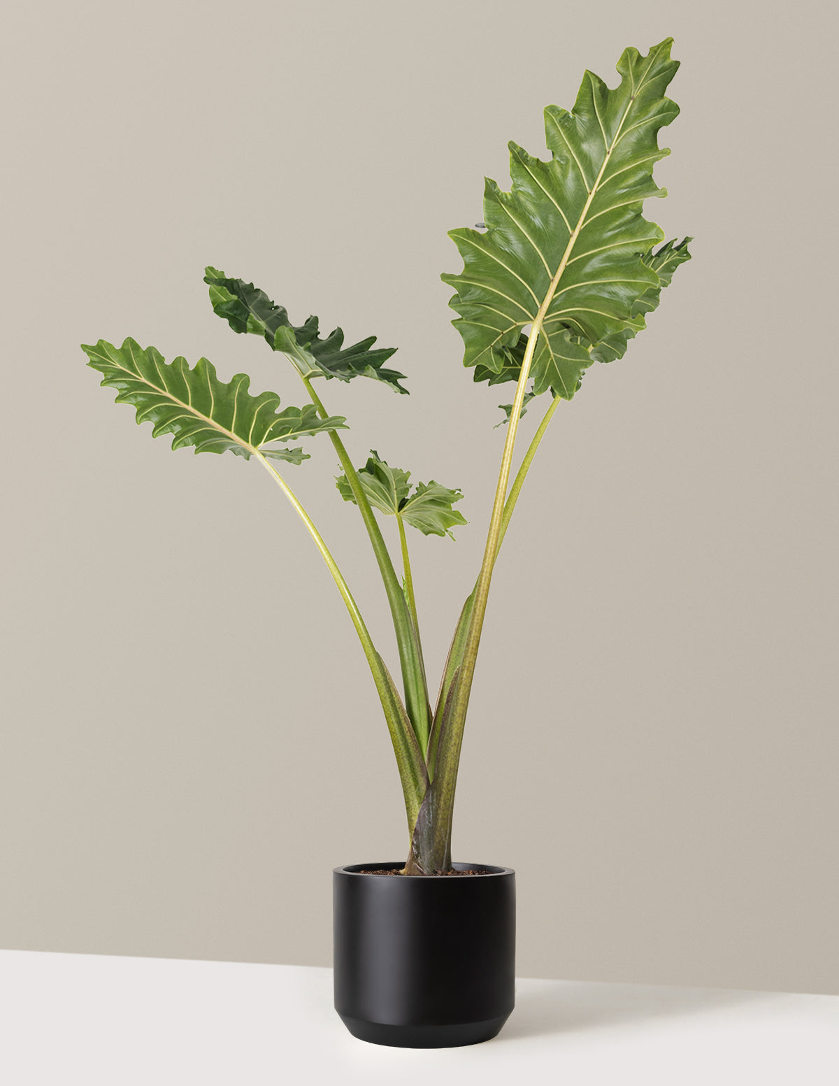 potted plants with big leaves Alocasia Portora Houseplant with Planter - Extra Large (5-6' tall) Cement Grey Planter