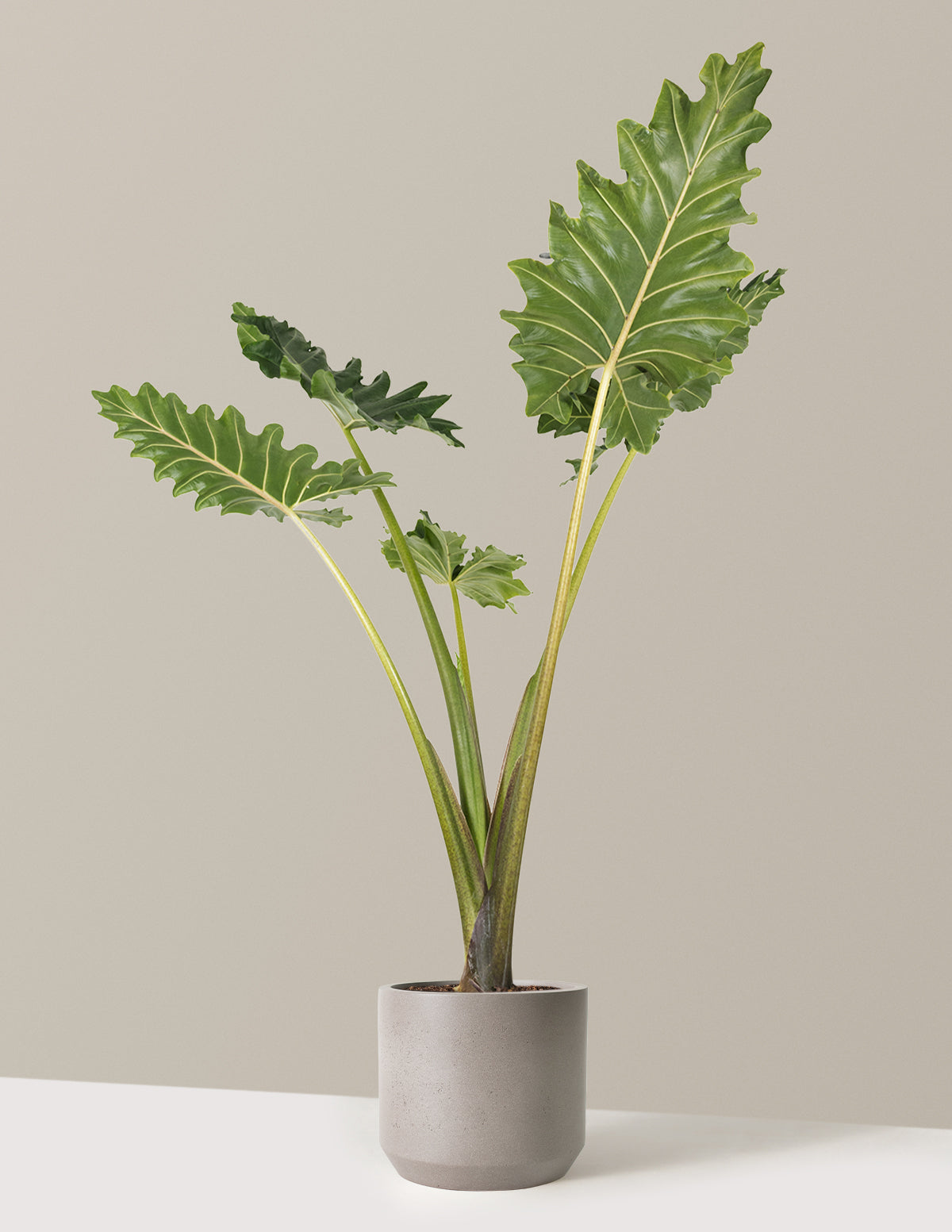Alocasia Portora