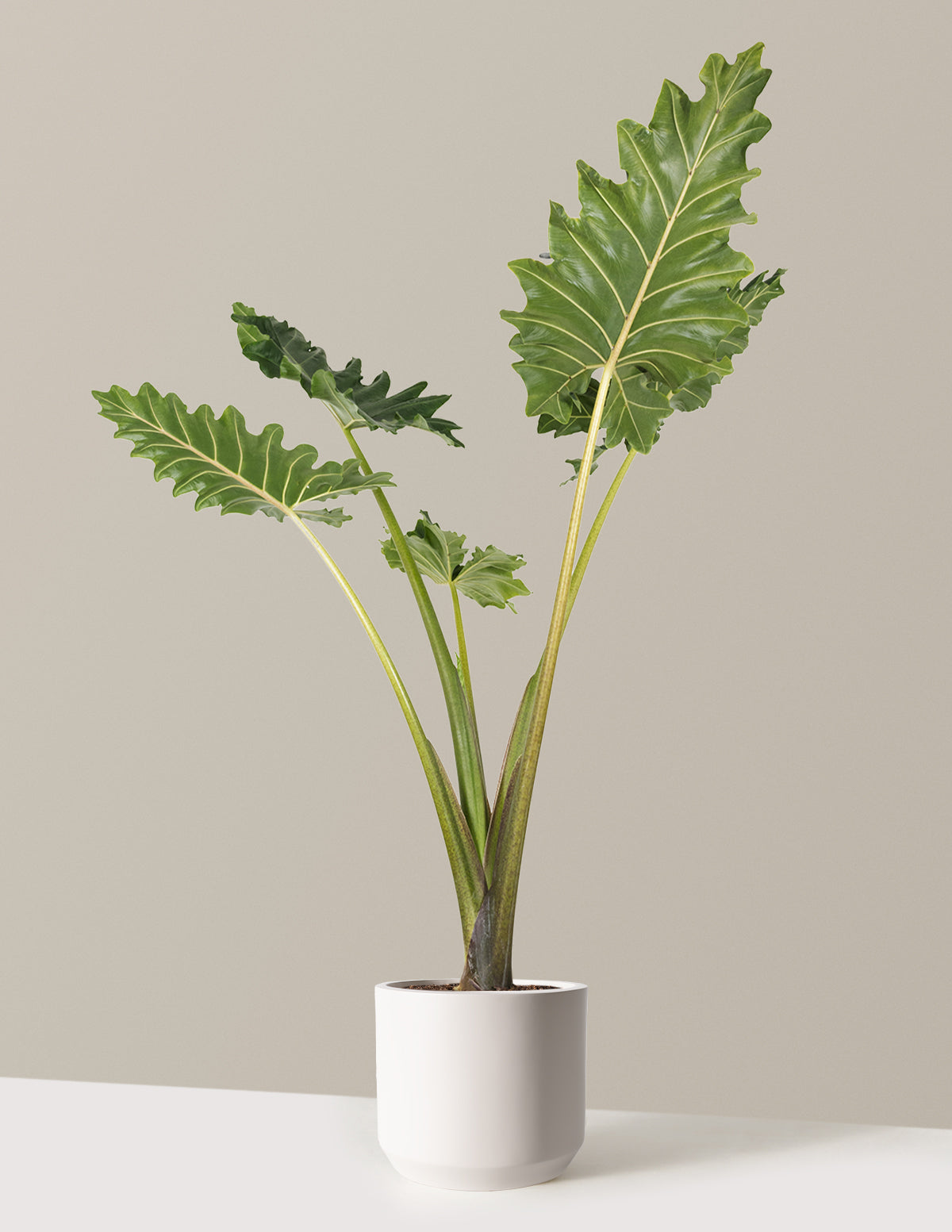 Alocasia Portora