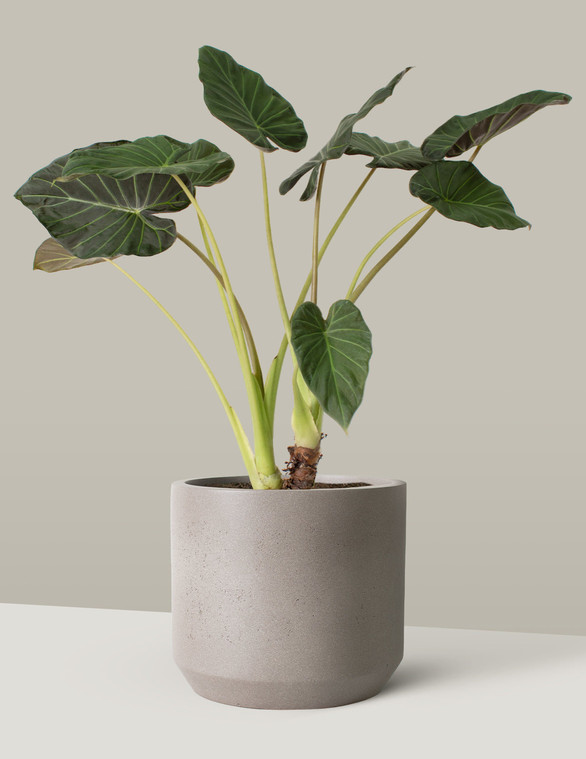 Large Alocasia Regal Shield