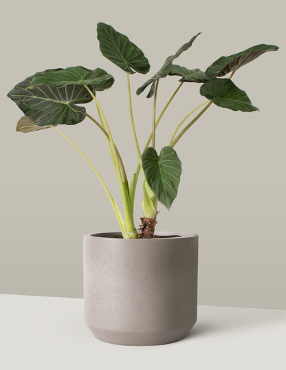 Large Alocasia Regal Shield