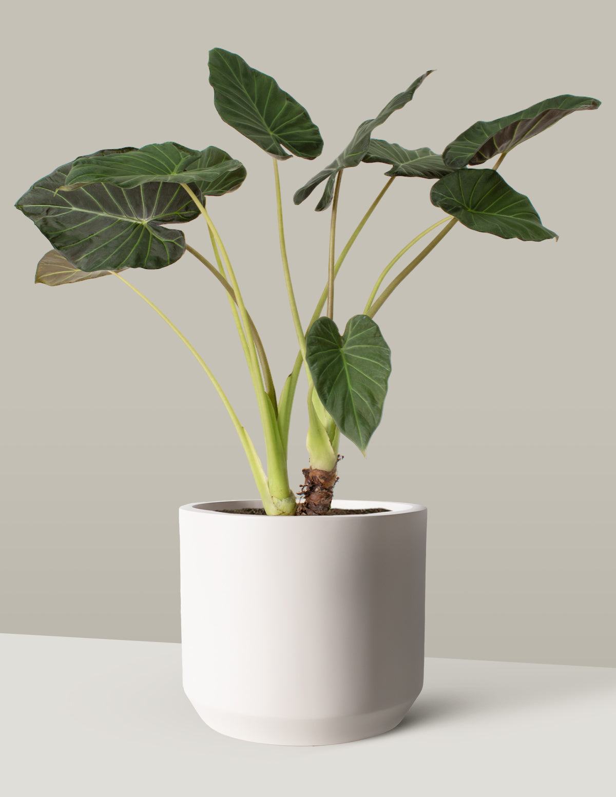 Large Alocasia Regal Shield