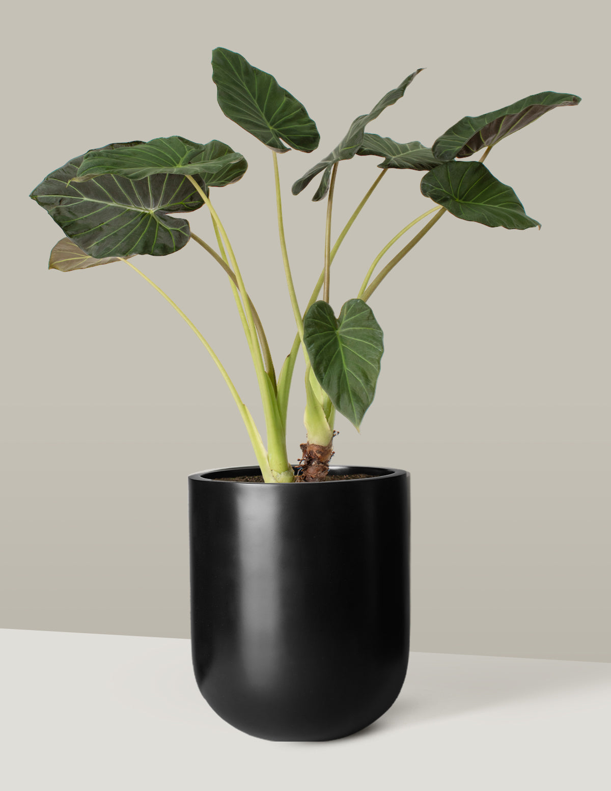 Large Alocasia Regal Shield