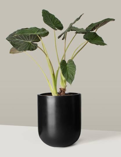 Large Alocasia Regal Shield
