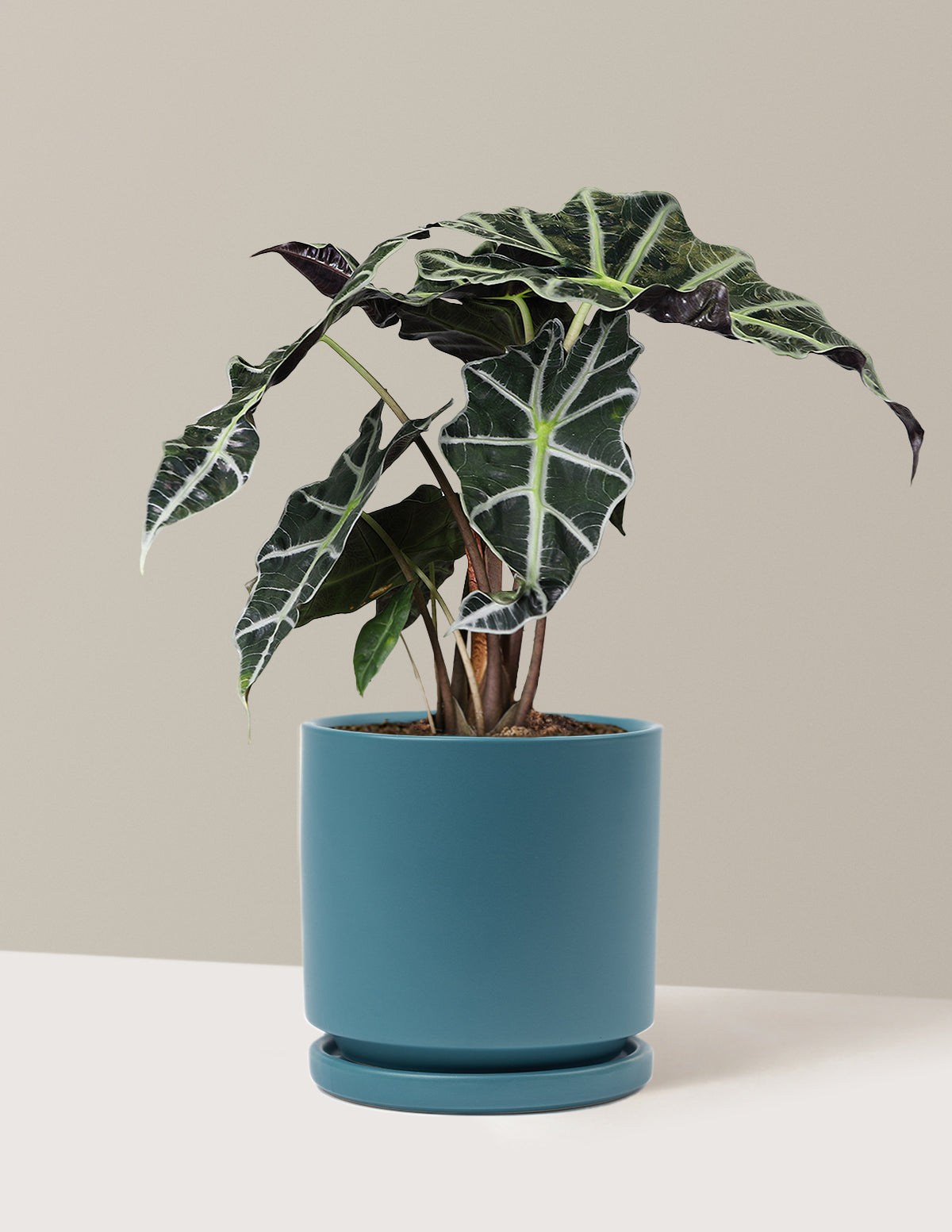 Alocasia Amazonica