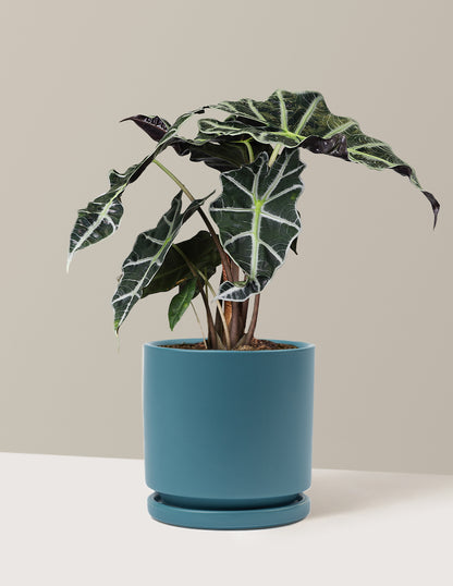 Alocasia Amazonica