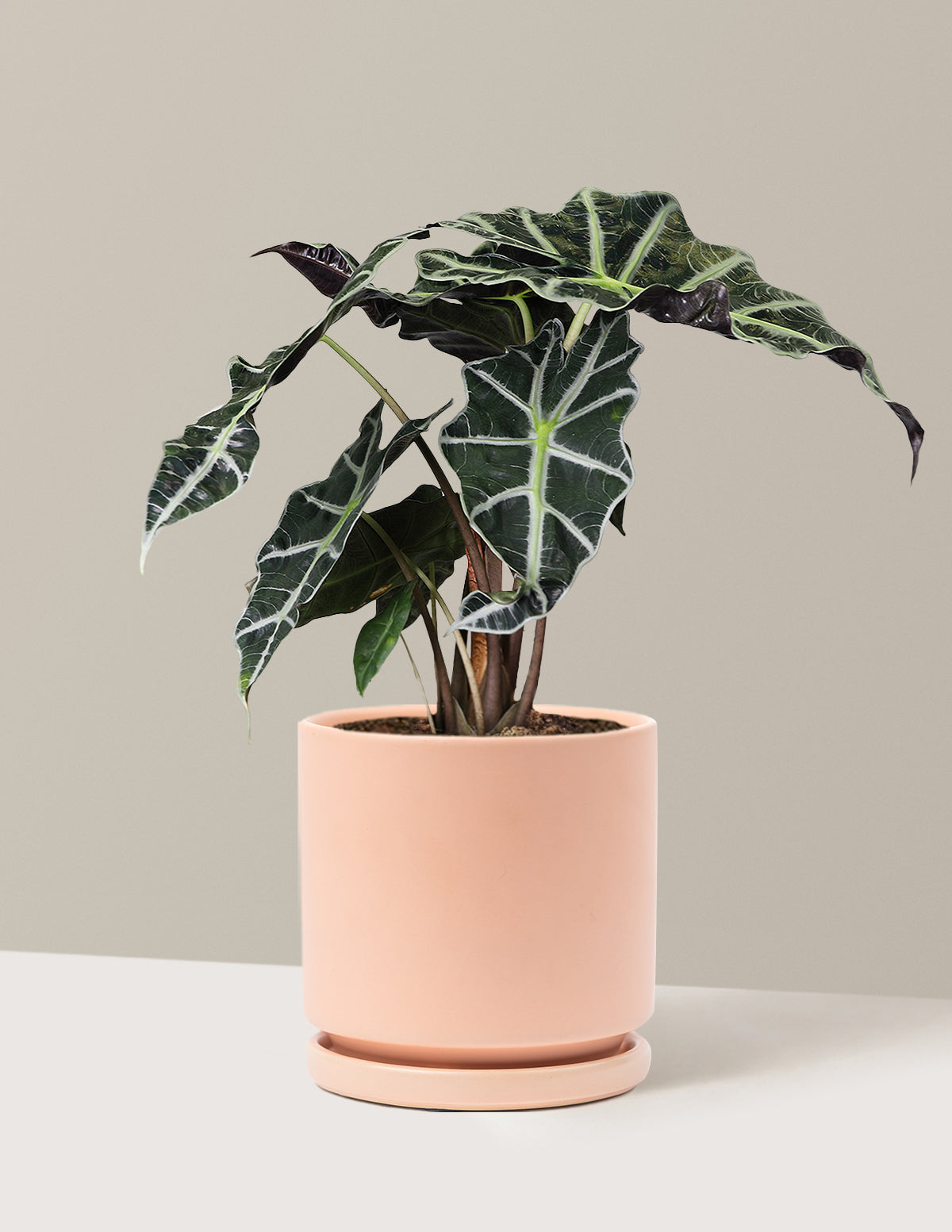 Alocasia Amazonica