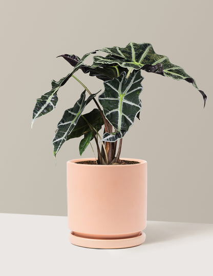 Alocasia Amazonica