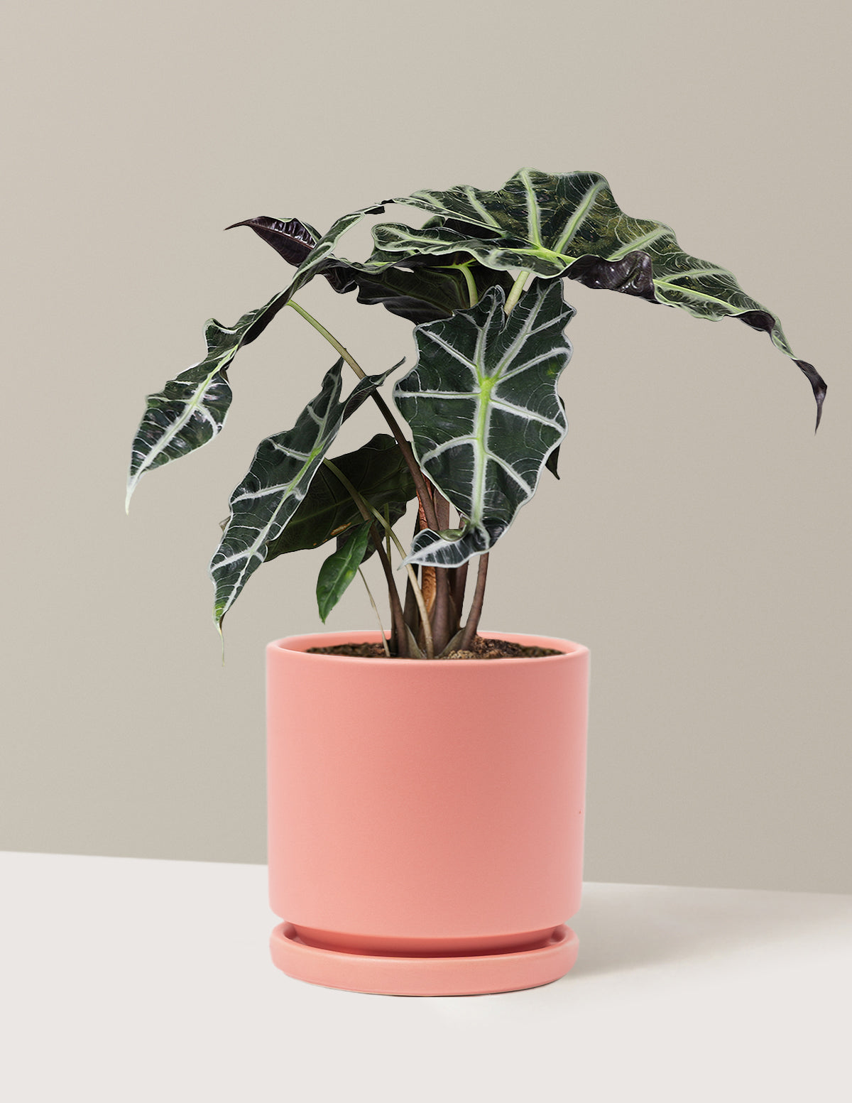 types of indoor alocasia plants Alocasia Amazonica