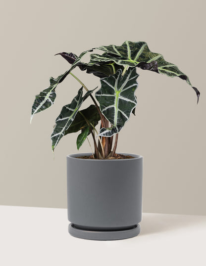 Alocasia Amazonica