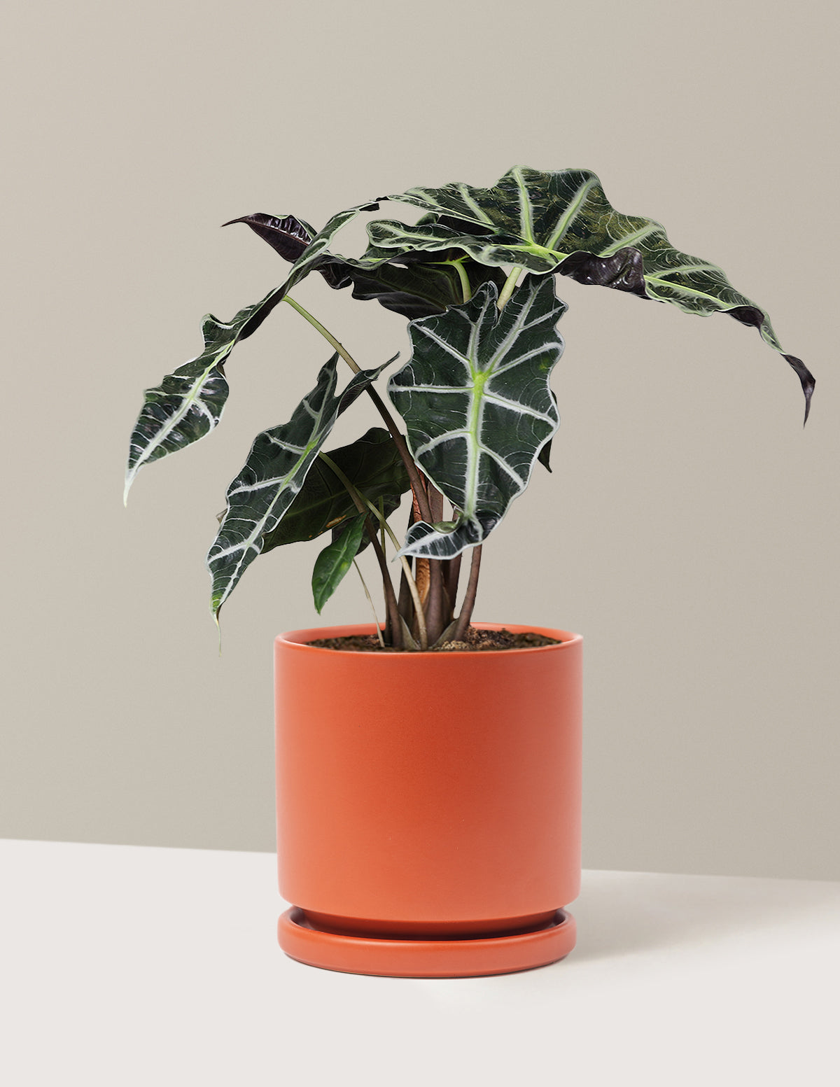 is alocasia indoor plant Alocasia Amazonica