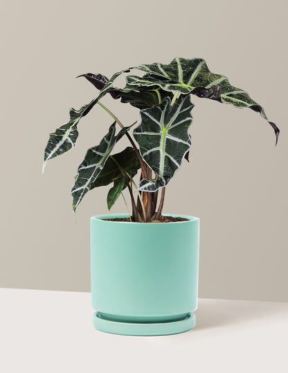 Alocasia Amazonica