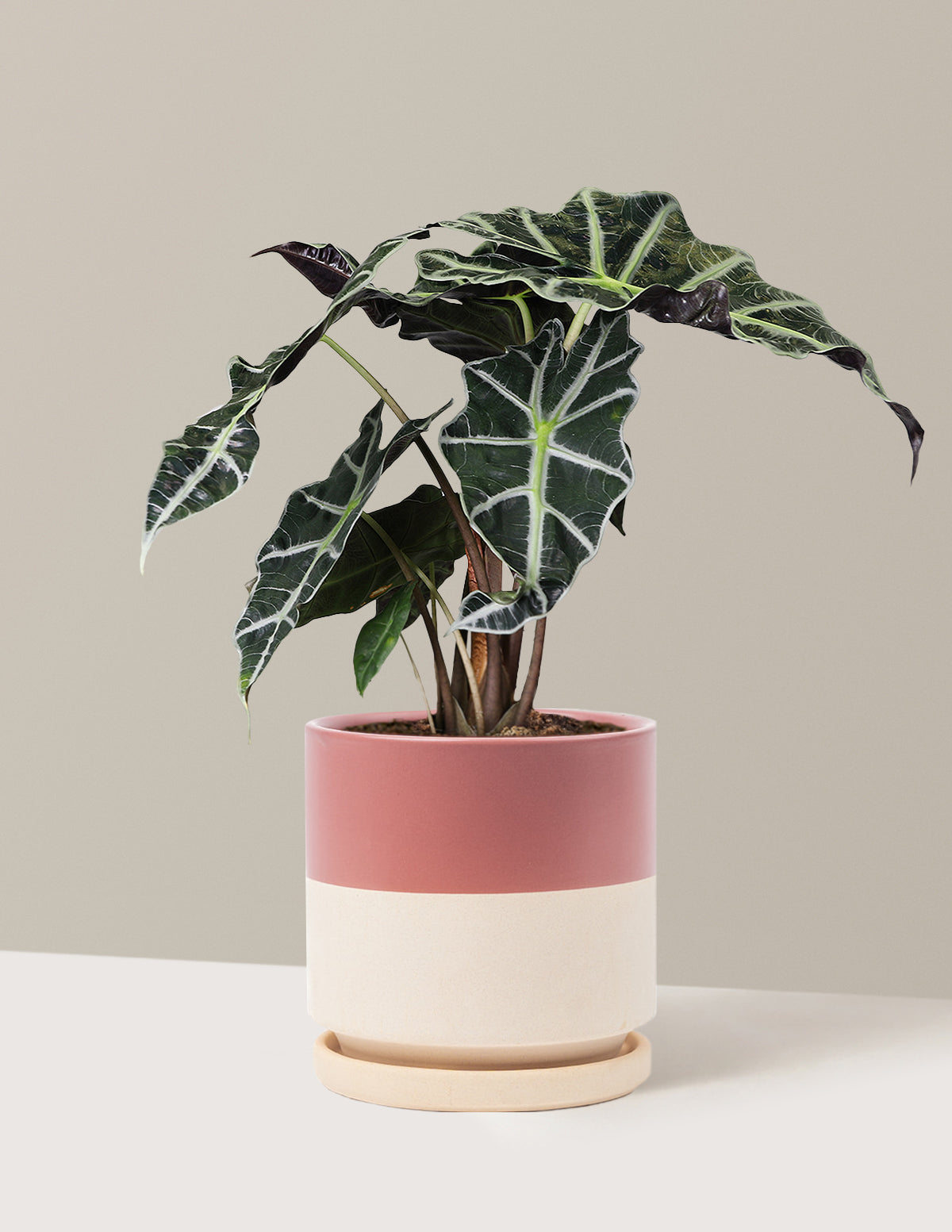 Alocasia Amazonica