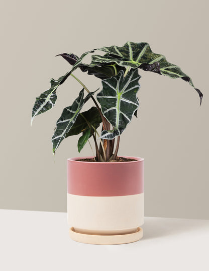 Alocasia Amazonica