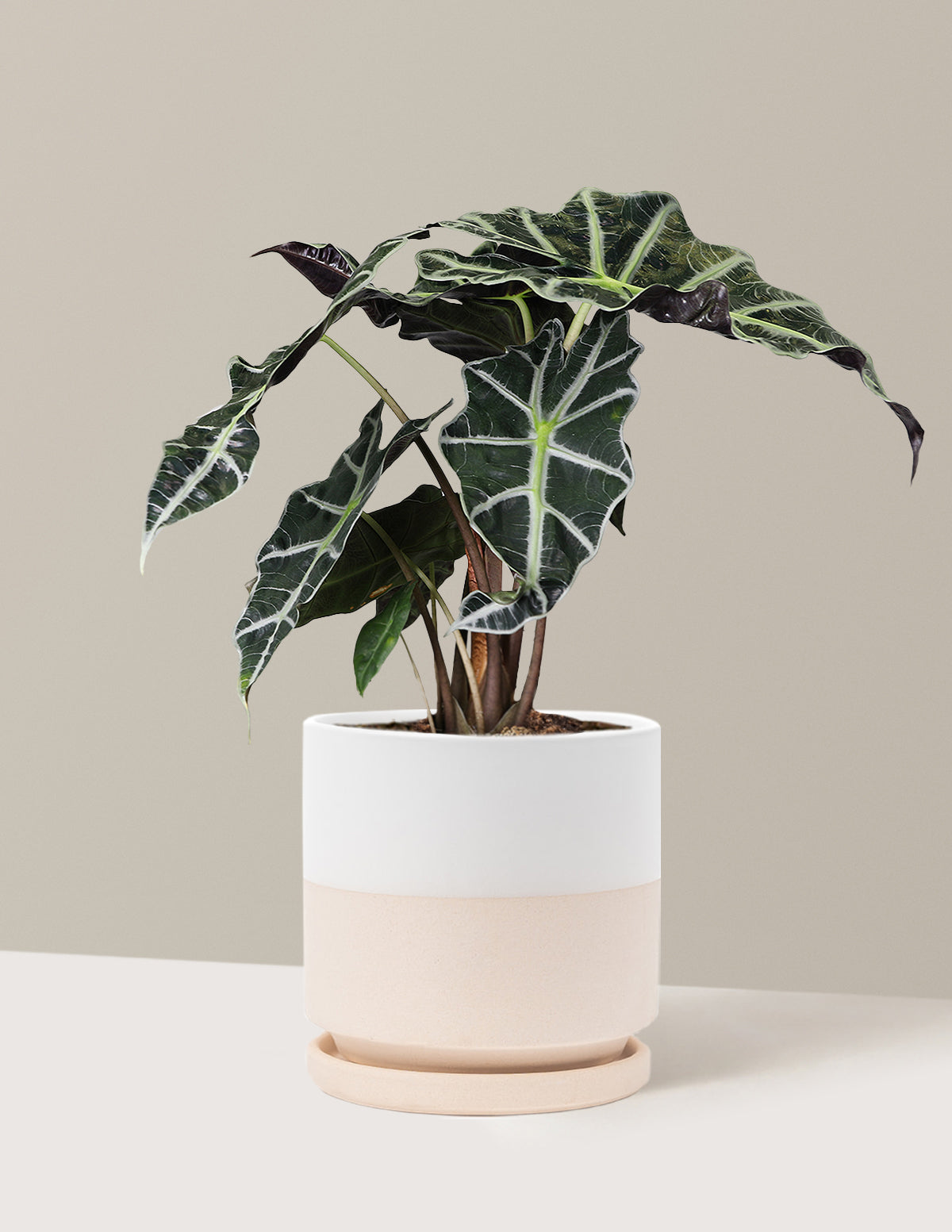 Alocasia Amazonica