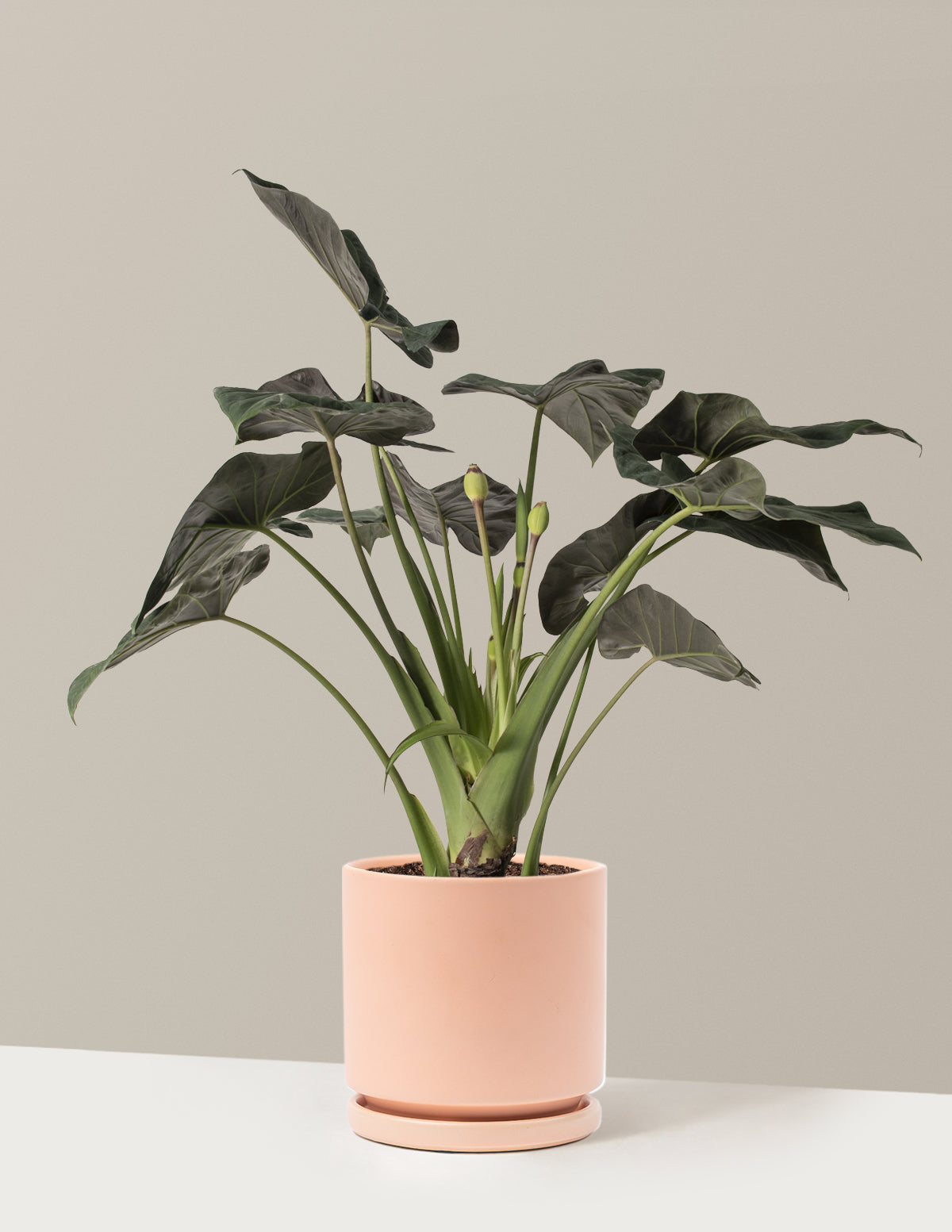 Large Alocasia Regal Shield