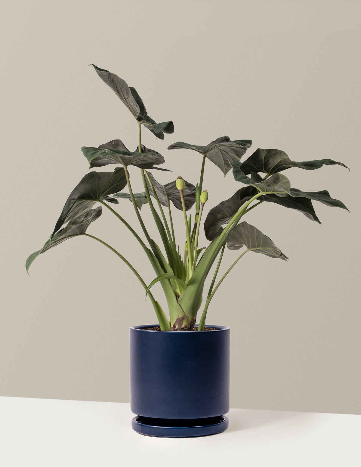 Large Alocasia Regal Shield