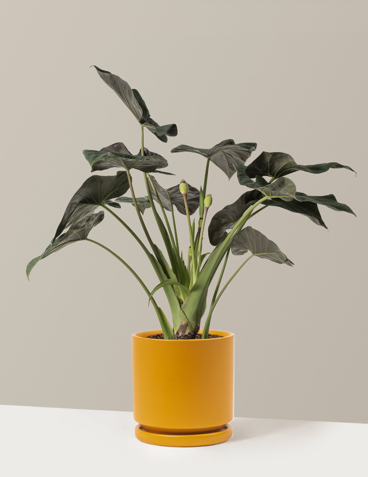 Large Alocasia Regal Shield
