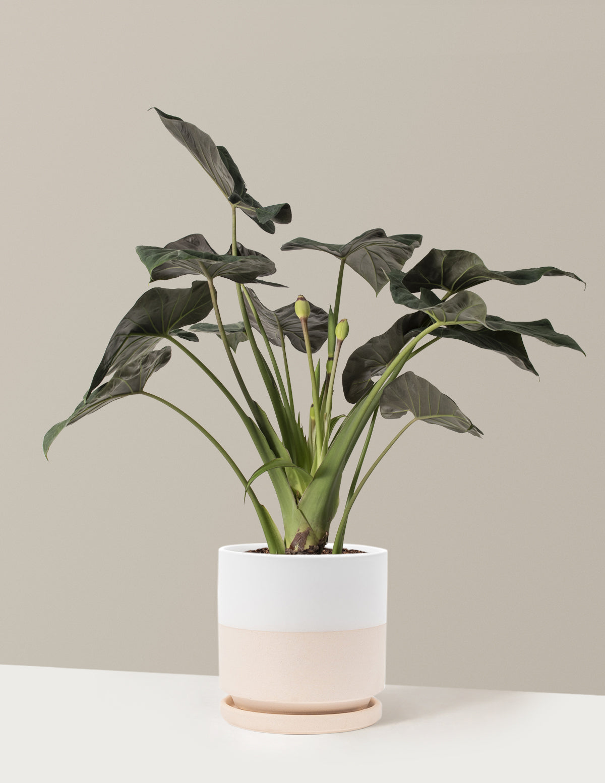 Large Alocasia Regal Shield