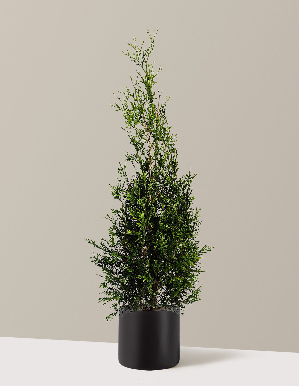 American Pillar Thuja
