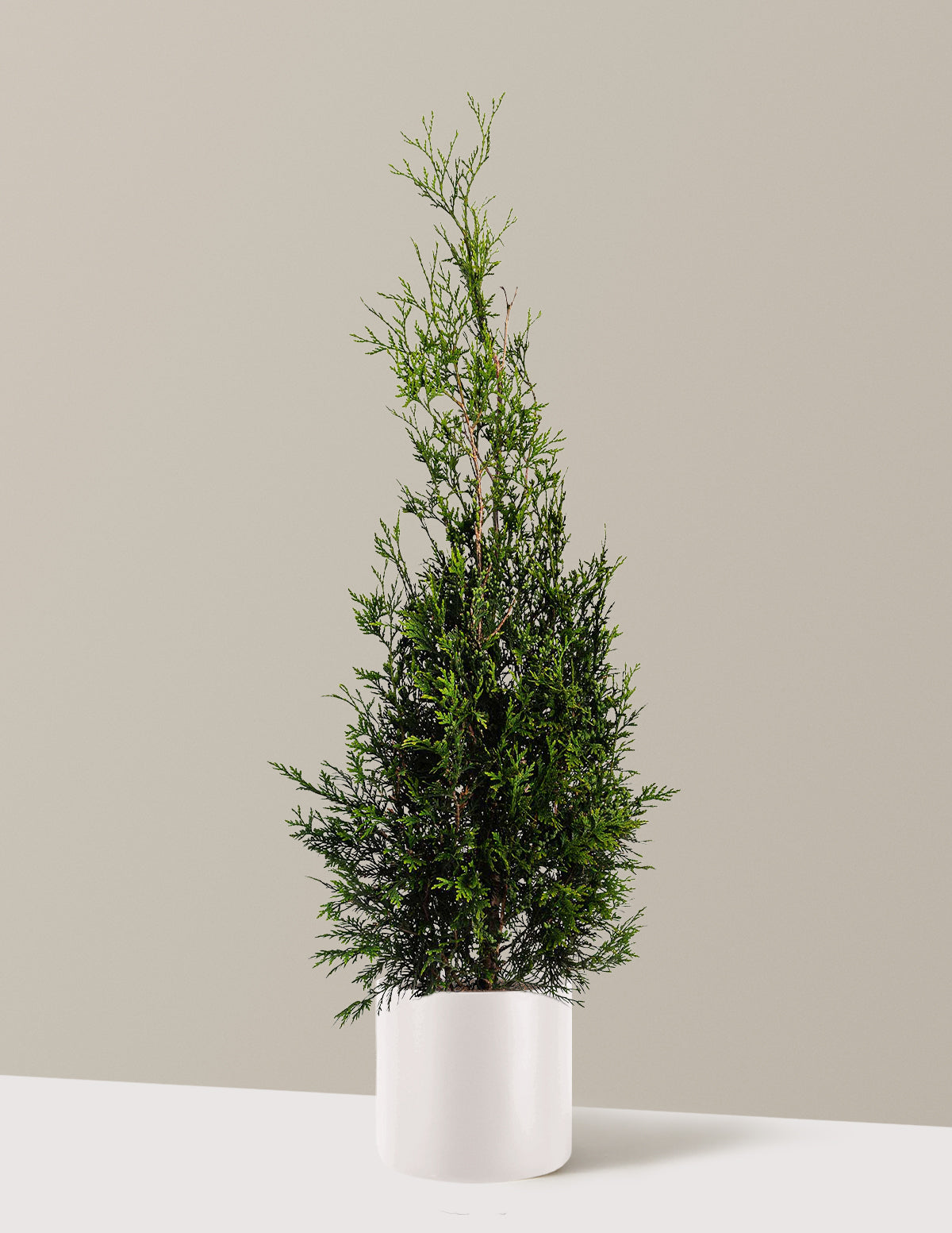 American Pillar Thuja