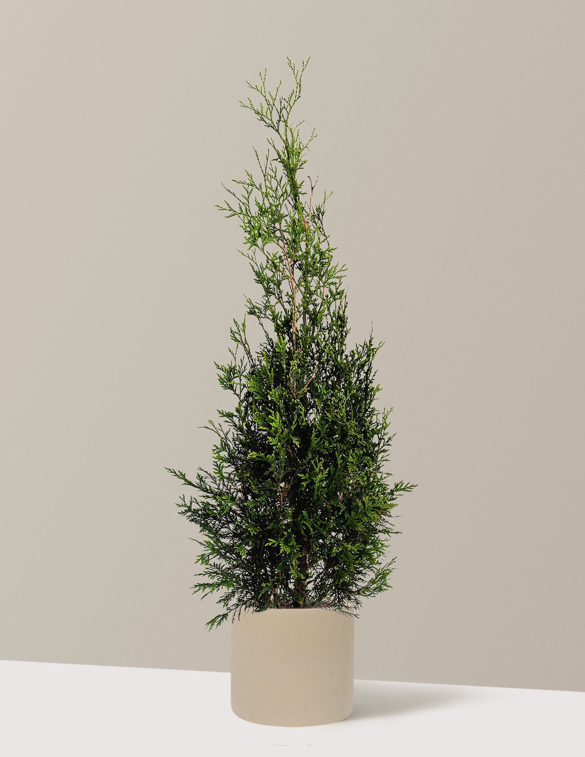 American Pillar Thuja