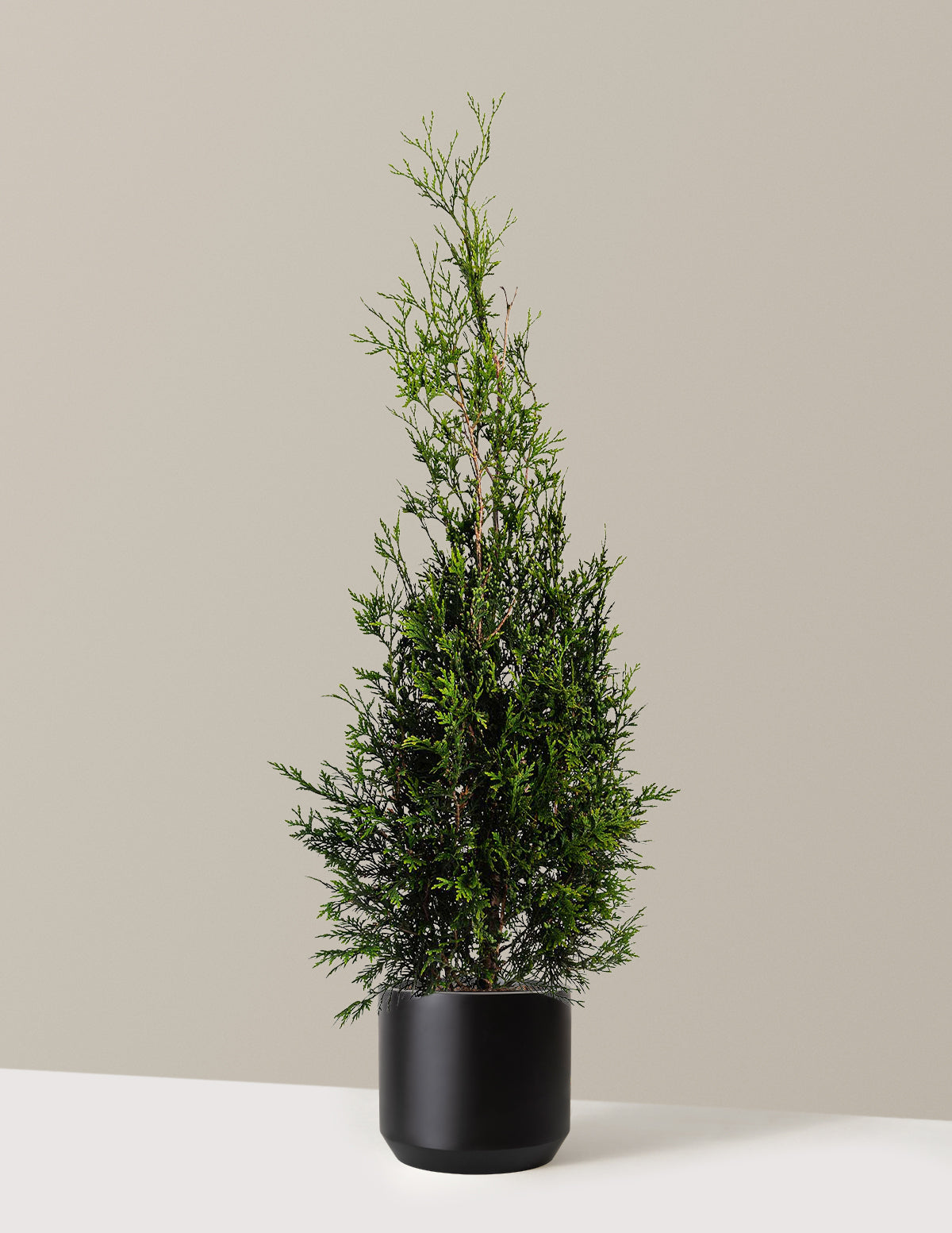 American Pillar Thuja