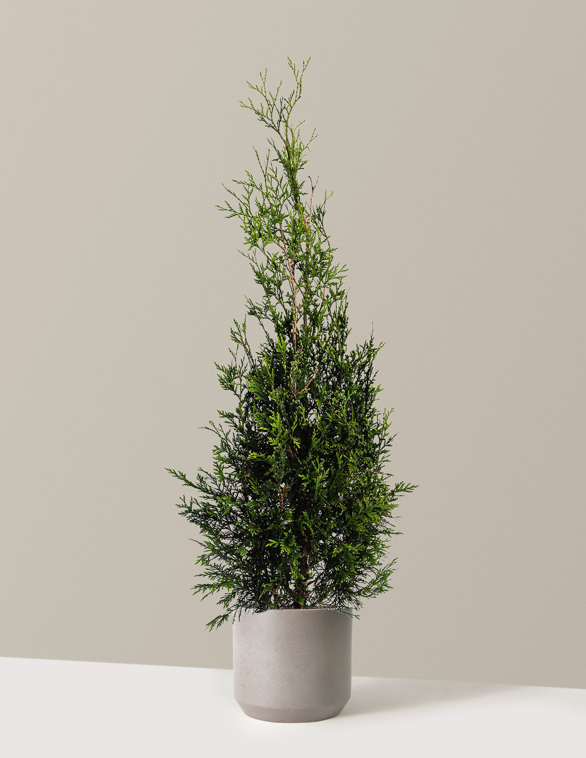 American Pillar Thuja
