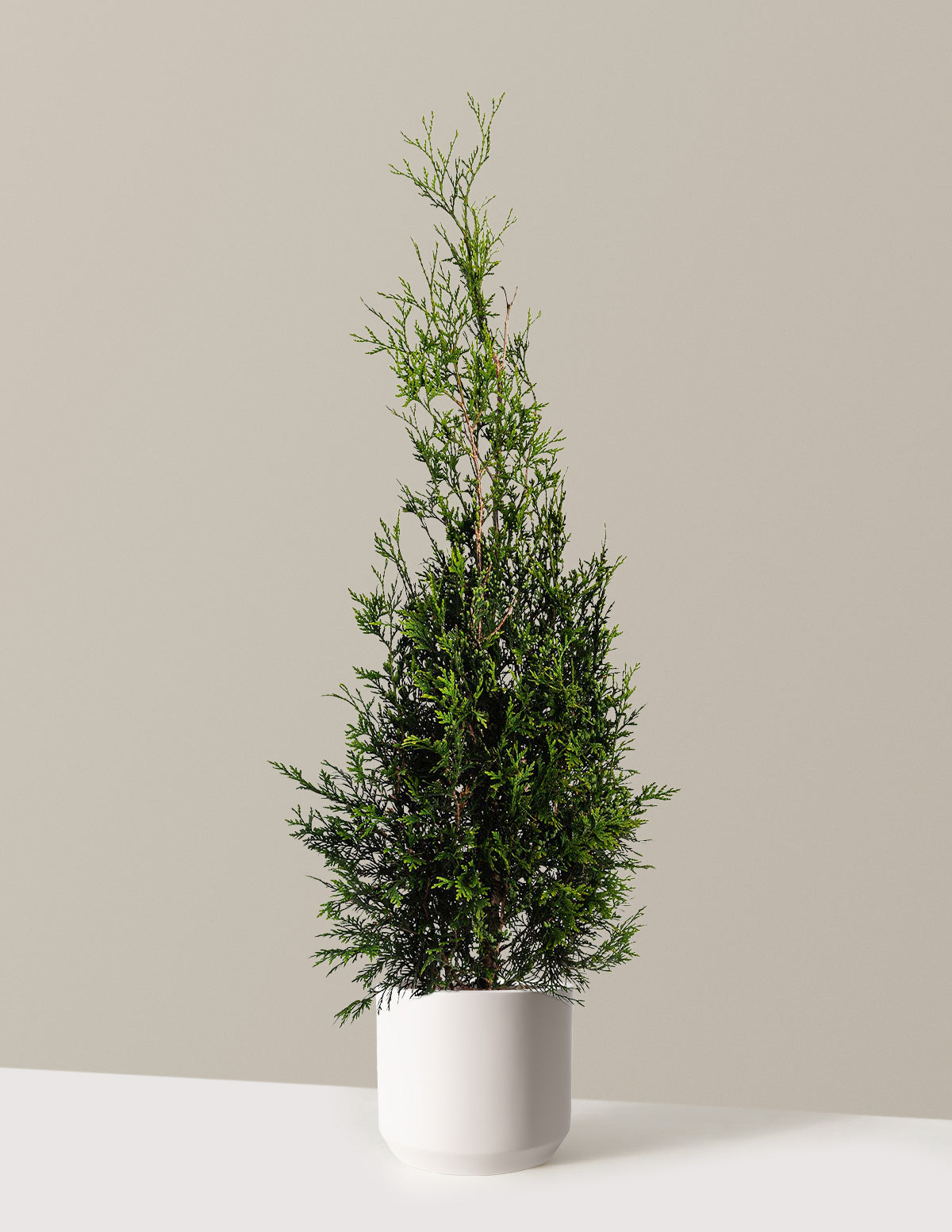 American Pillar Thuja